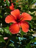 Hibiscus rosa-sinensis. Цветок. Турция, пров. Анталья, р-н Кемер, пос. Кириш, в культуре. 10 сентября 2009 г.