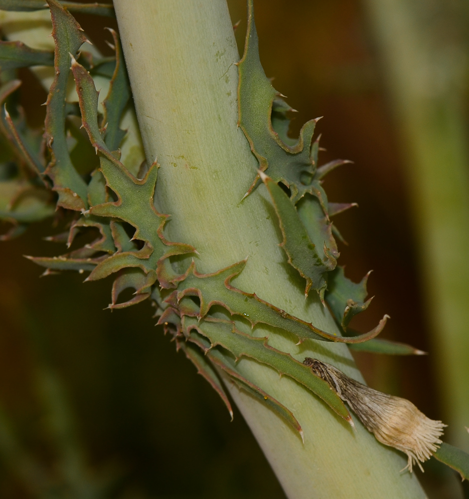 Image of Launaea mucronata specimen.