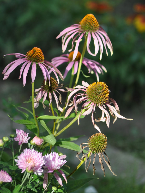 Изображение особи Echinacea purpurea.