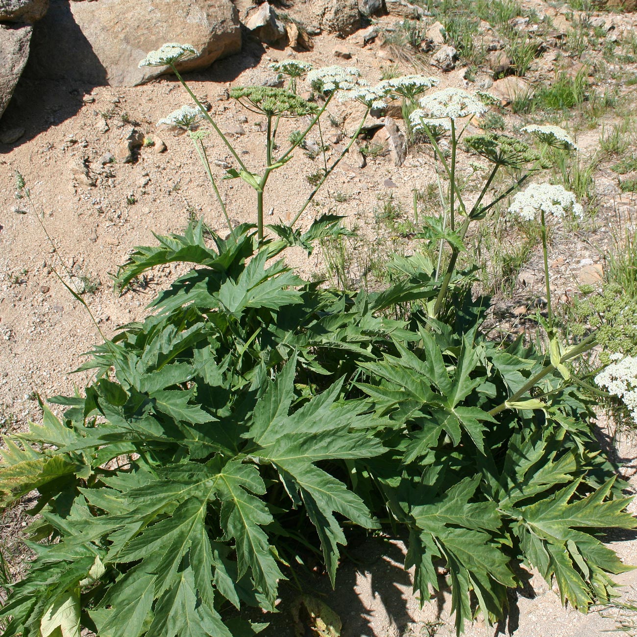 Image of Heracleum dissectum specimen.