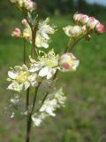 Filipendula vulgaris