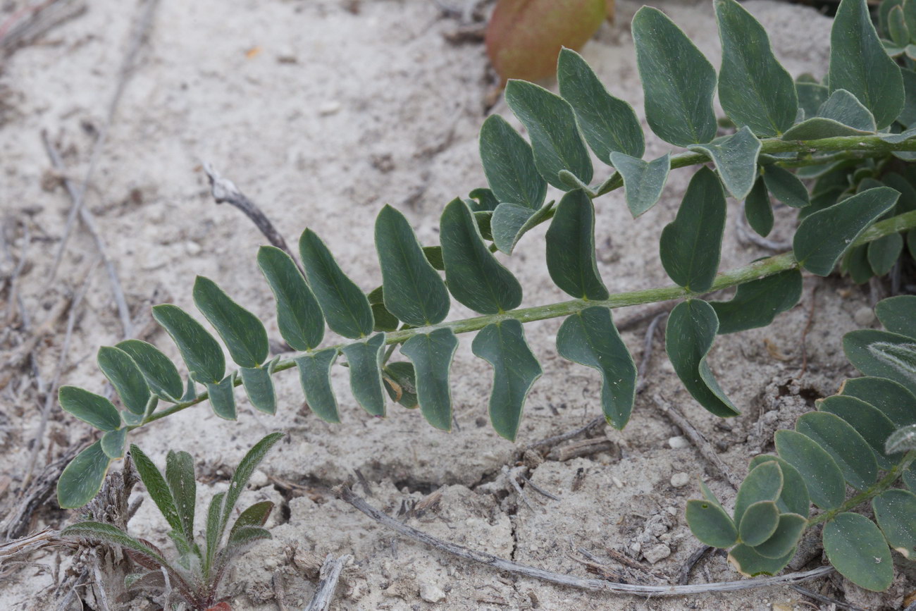 Изображение особи Astragalus physodes.