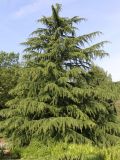 Cedrus deodara