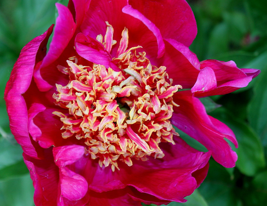 Image of Paeonia lactiflora specimen.