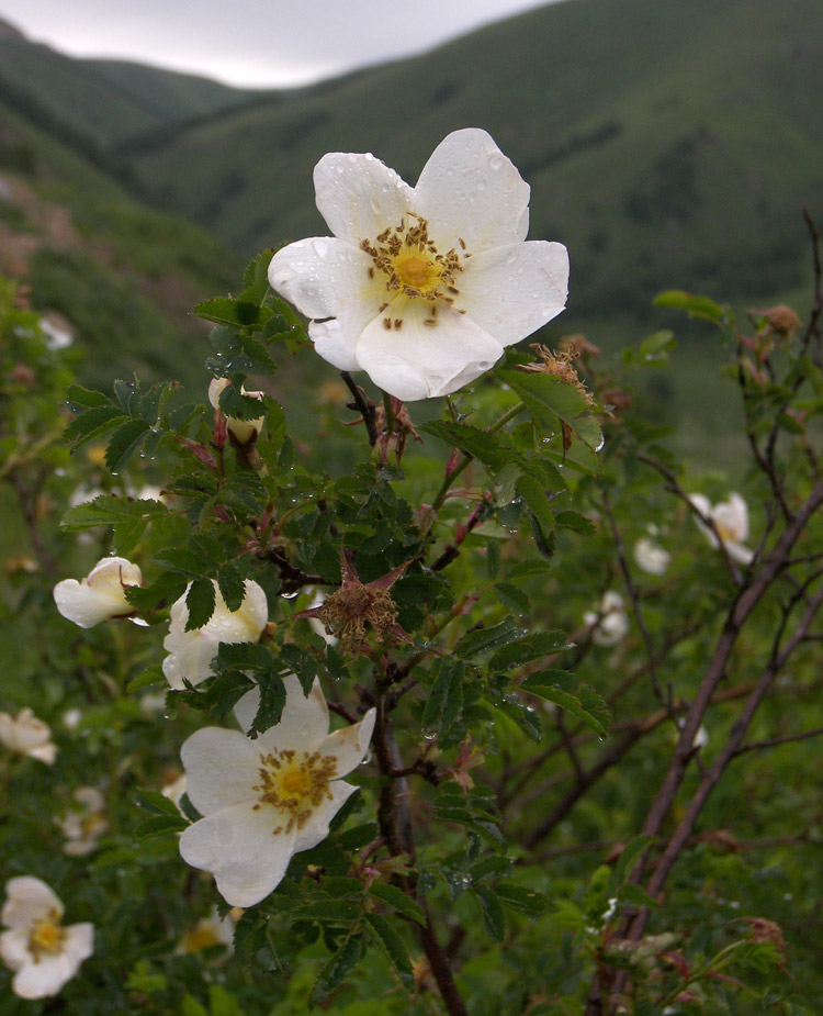 Image of Rosa spinosissima specimen.