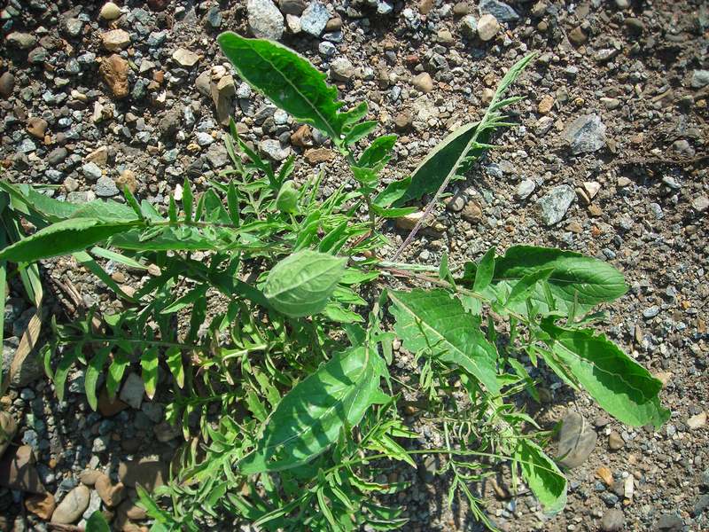 Изображение особи Centaurea scabiosa.