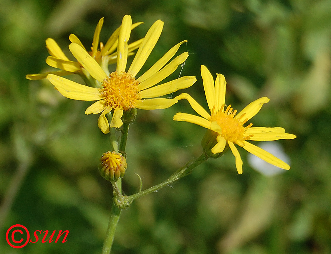 Image of Senecio erucifolius specimen.