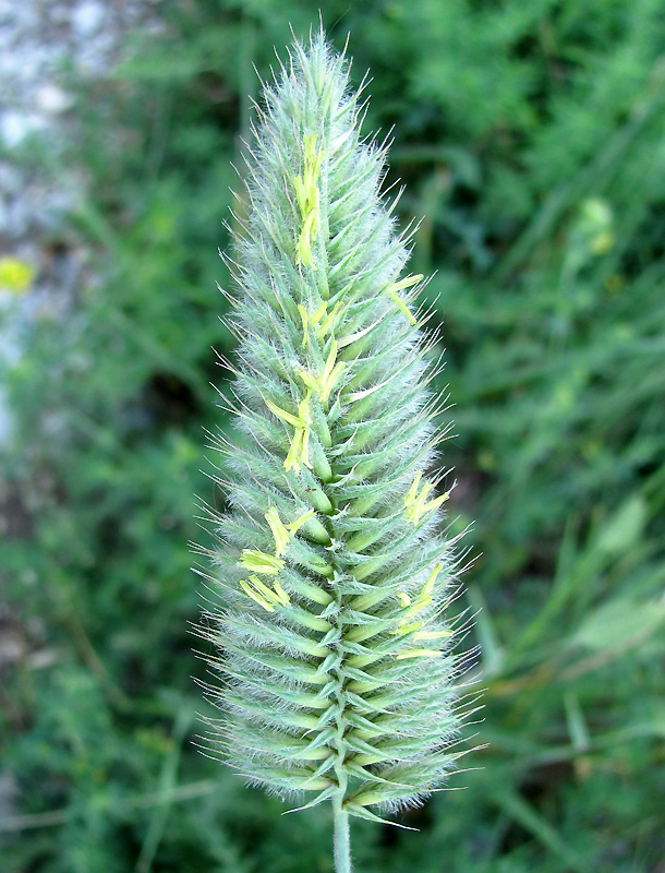 Image of Agropyron pinifolium specimen.