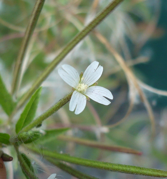 Image of Epilobium pseudorubescens specimen.