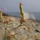 Lactuca tatarica. Верхушка побега с соплодием и отцветшим соцветием. Краснодарский край, м/о г. Новороссийск, ур. Широкая Балка, на берегу. 10.08.2014.