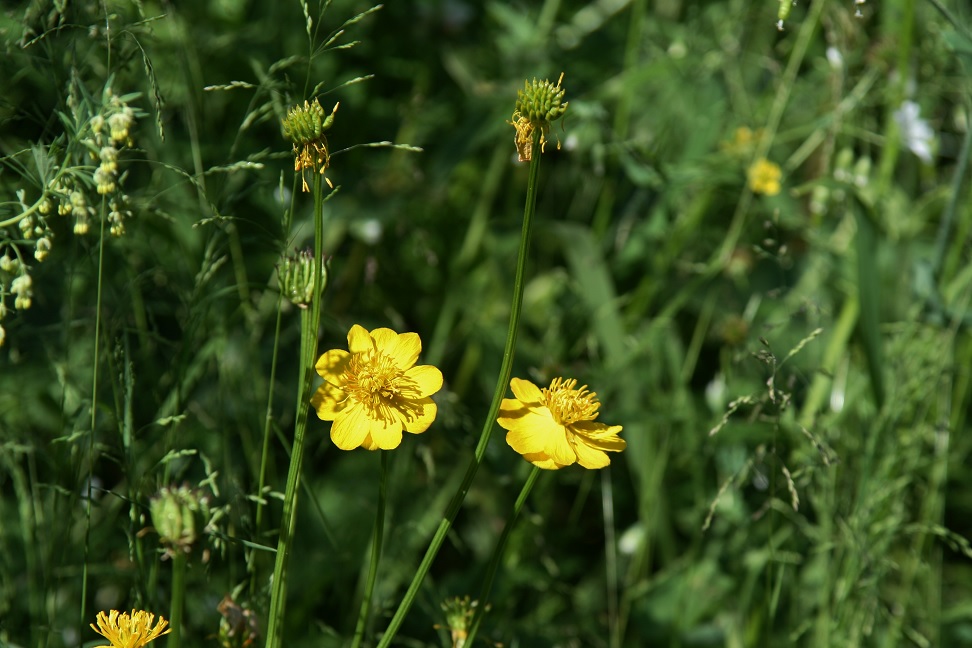 Изображение особи Trollius dschungaricus.