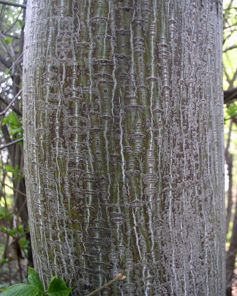 Image of Acer tegmentosum specimen.