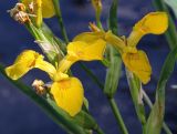 Iris pseudacorus