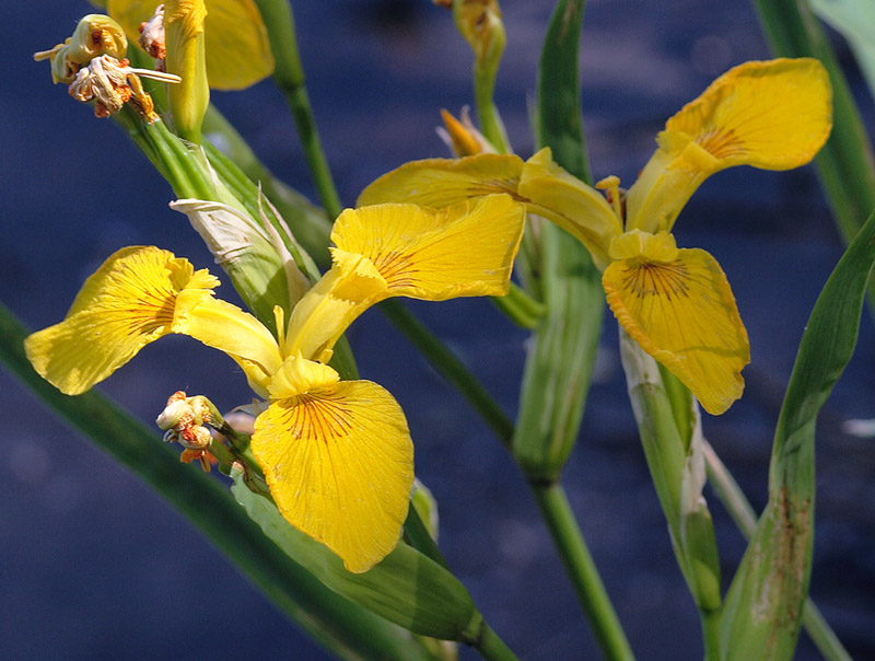 Изображение особи Iris pseudacorus.