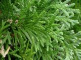 Thuja occidentalis