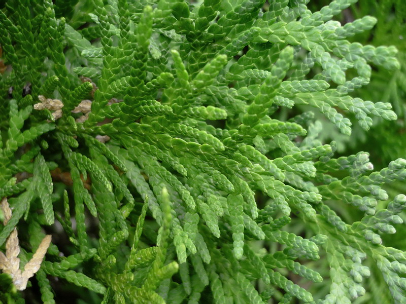 Изображение особи Thuja occidentalis.