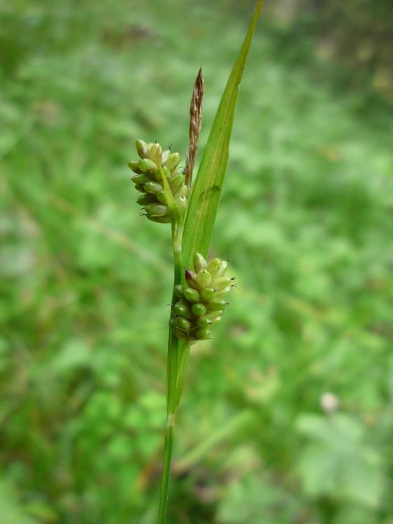 Изображение особи Carex pallescens.