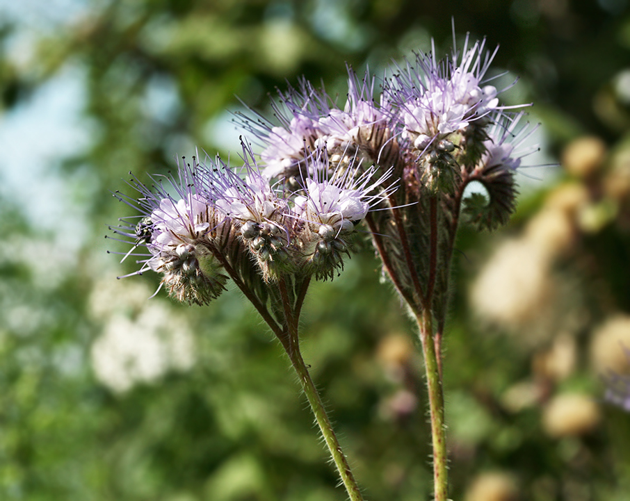 Image of Phacelia tanacetifolia specimen.