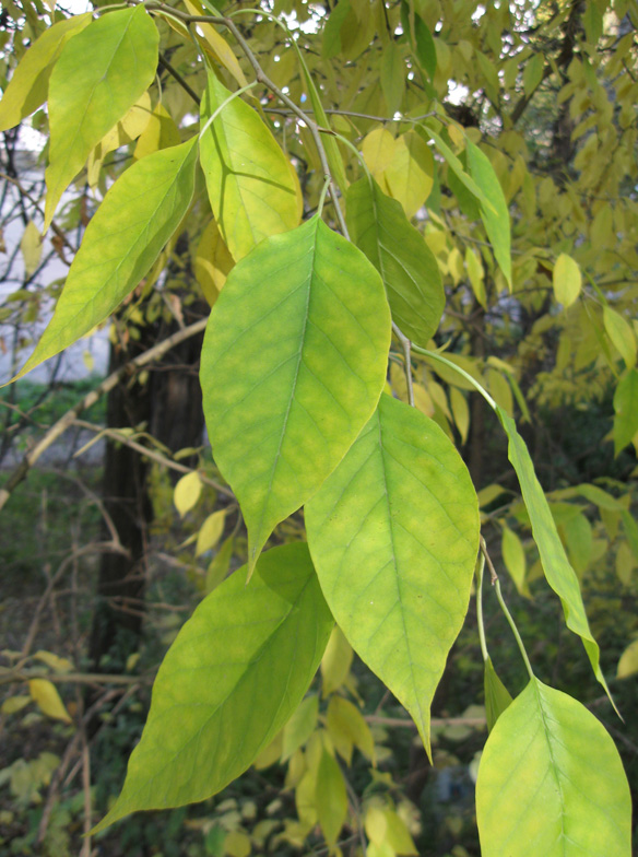 Image of Maclura pomifera specimen.