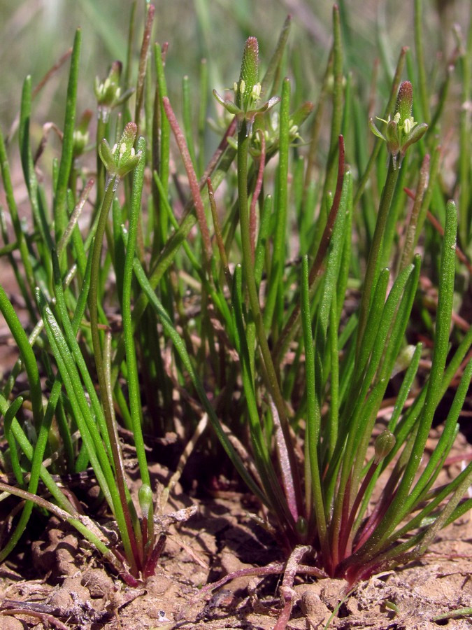 Изображение особи Myosurus minimus.