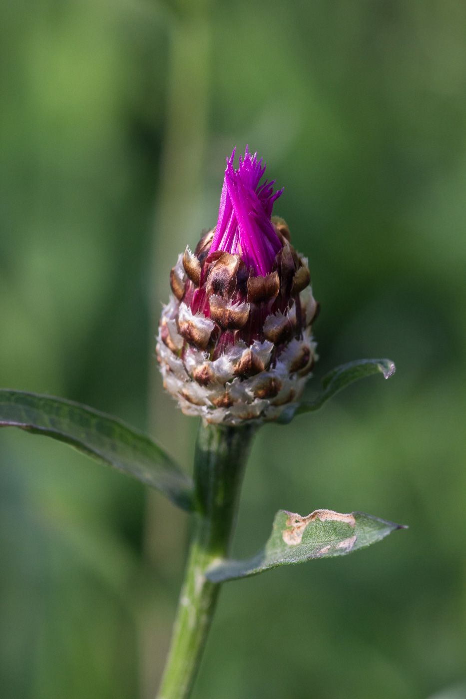 Image of Centaurea jacea specimen.