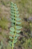 Astragalus sewertzowii