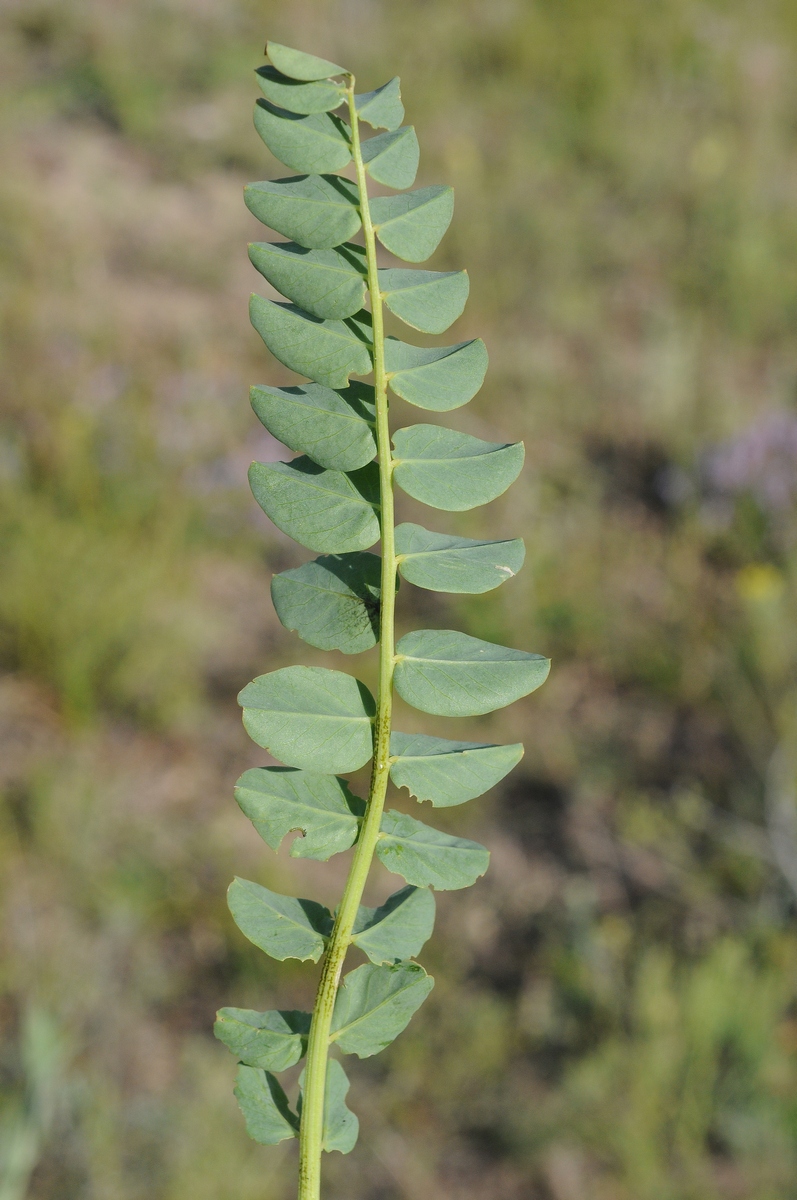 Image of Astragalus sewertzowii specimen.