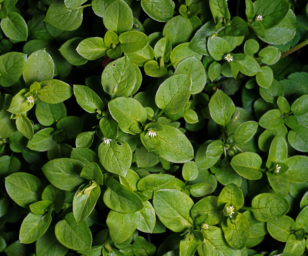 Image of Stellaria media specimen.