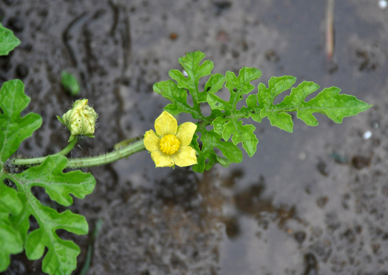 Изображение особи Citrullus lanatus.