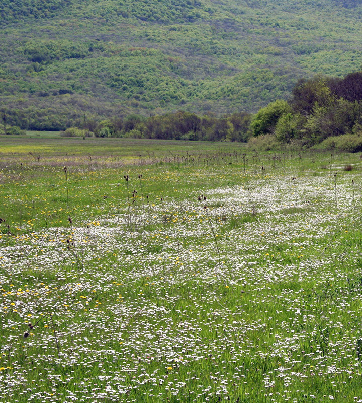 Изображение особи Bellis perennis.