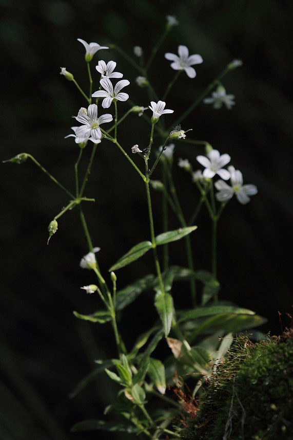 Изображение особи Cerastium pauciflorum.