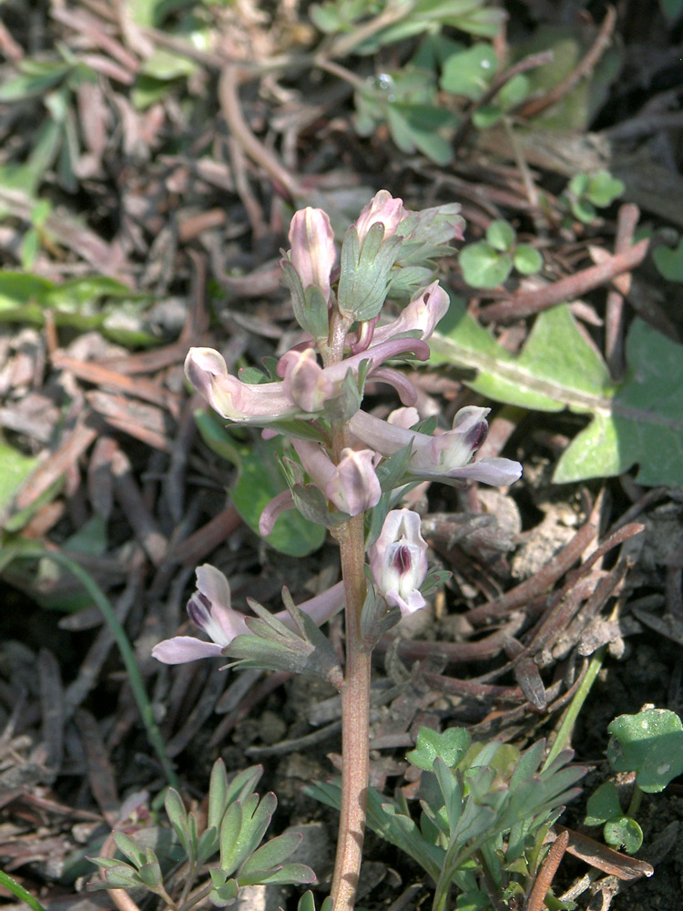 Изображение особи Corydalis wendelboi ssp. congesta.