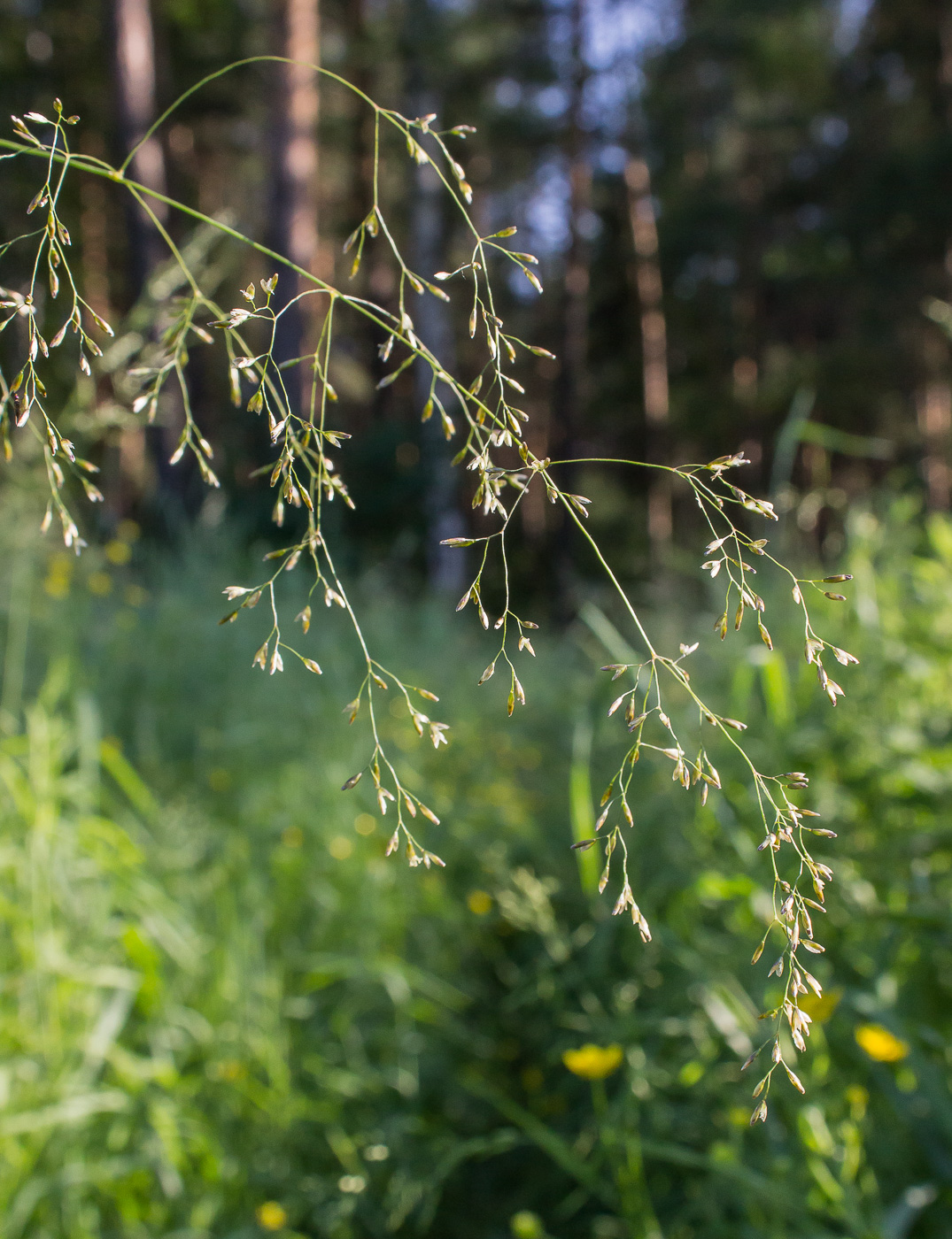 Image of Deschampsia cespitosa specimen.