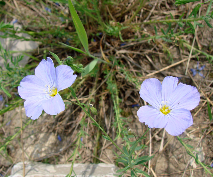 Изображение особи Linum komarovii.