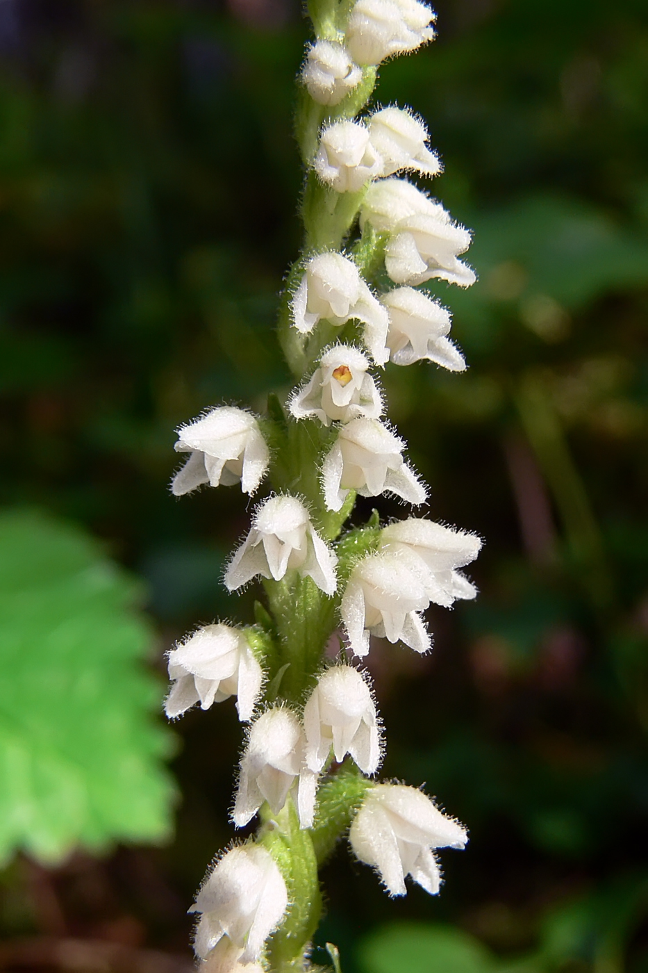 Image of Goodyera repens specimen.