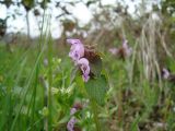 Lamium purpureum