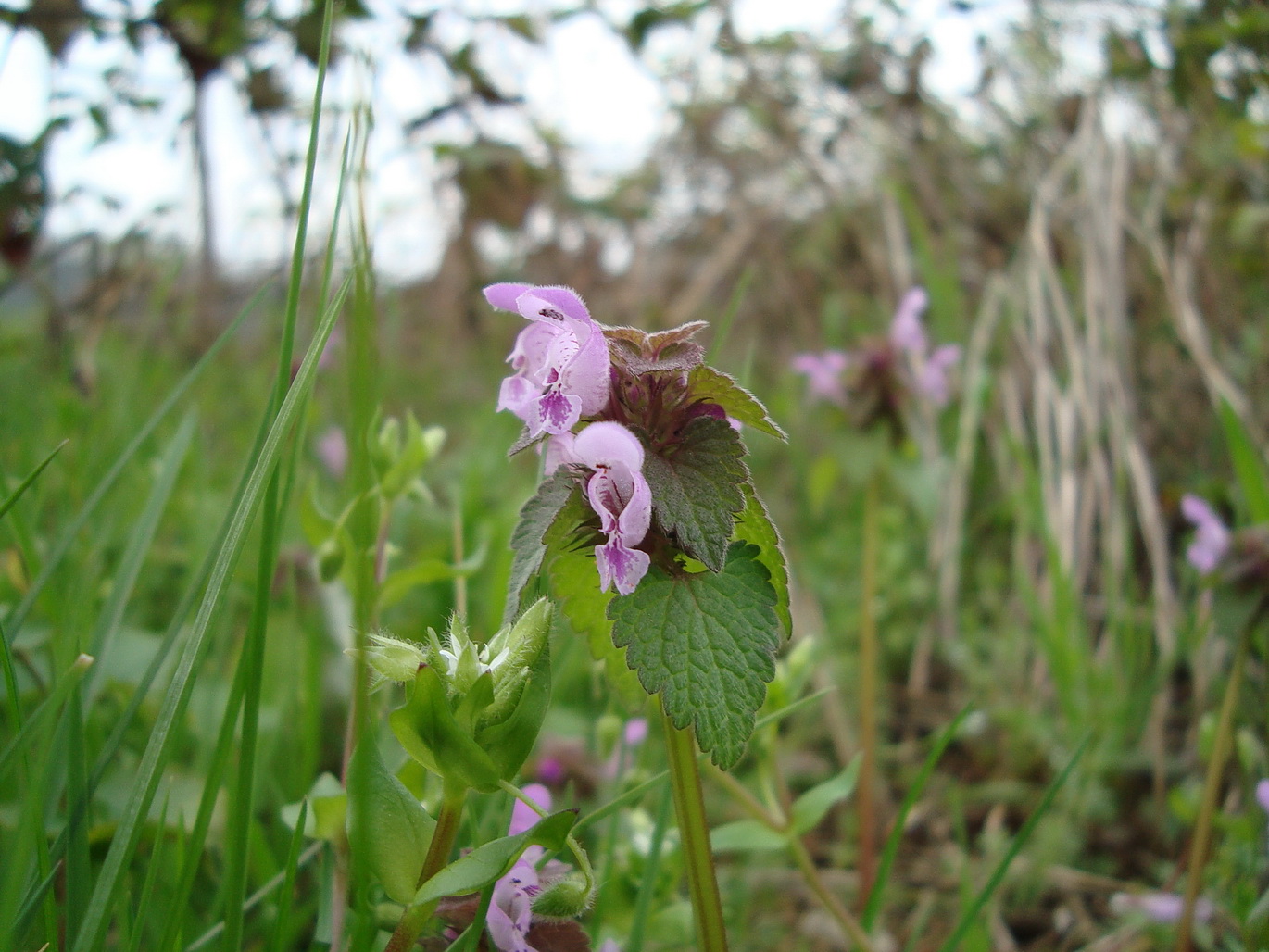 Image of Lamium purpureum specimen.