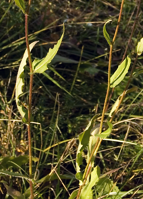 Image of Picris hieracioides specimen.