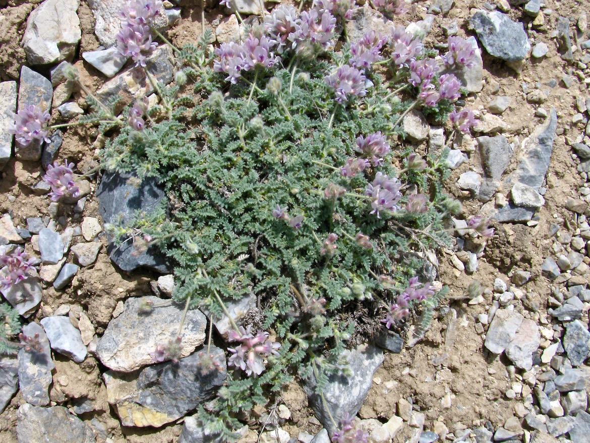 Image of Oxytropis alajica specimen.