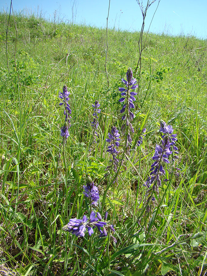 Image of Polygala cretacea specimen.