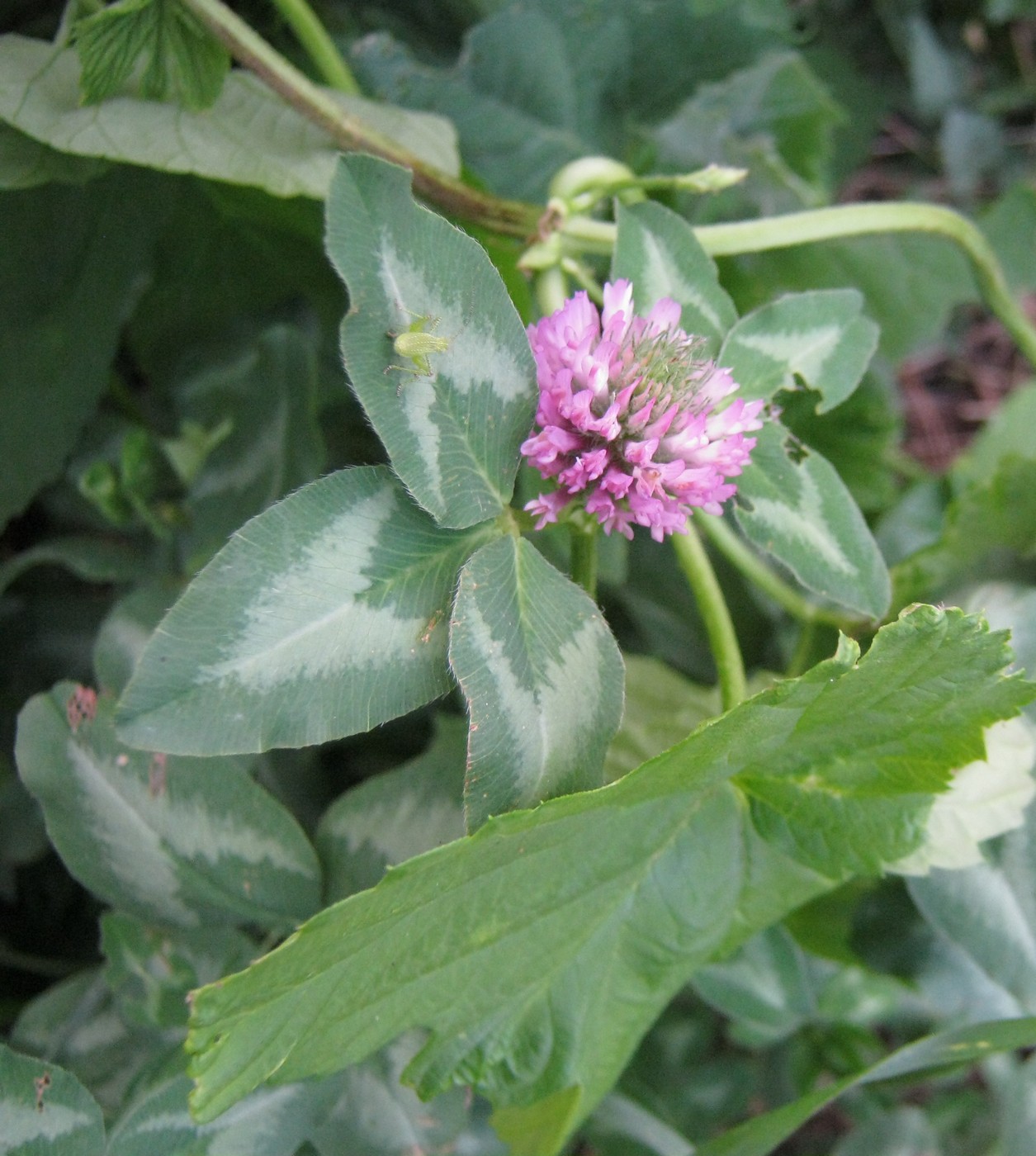 Изображение особи Trifolium pratense.