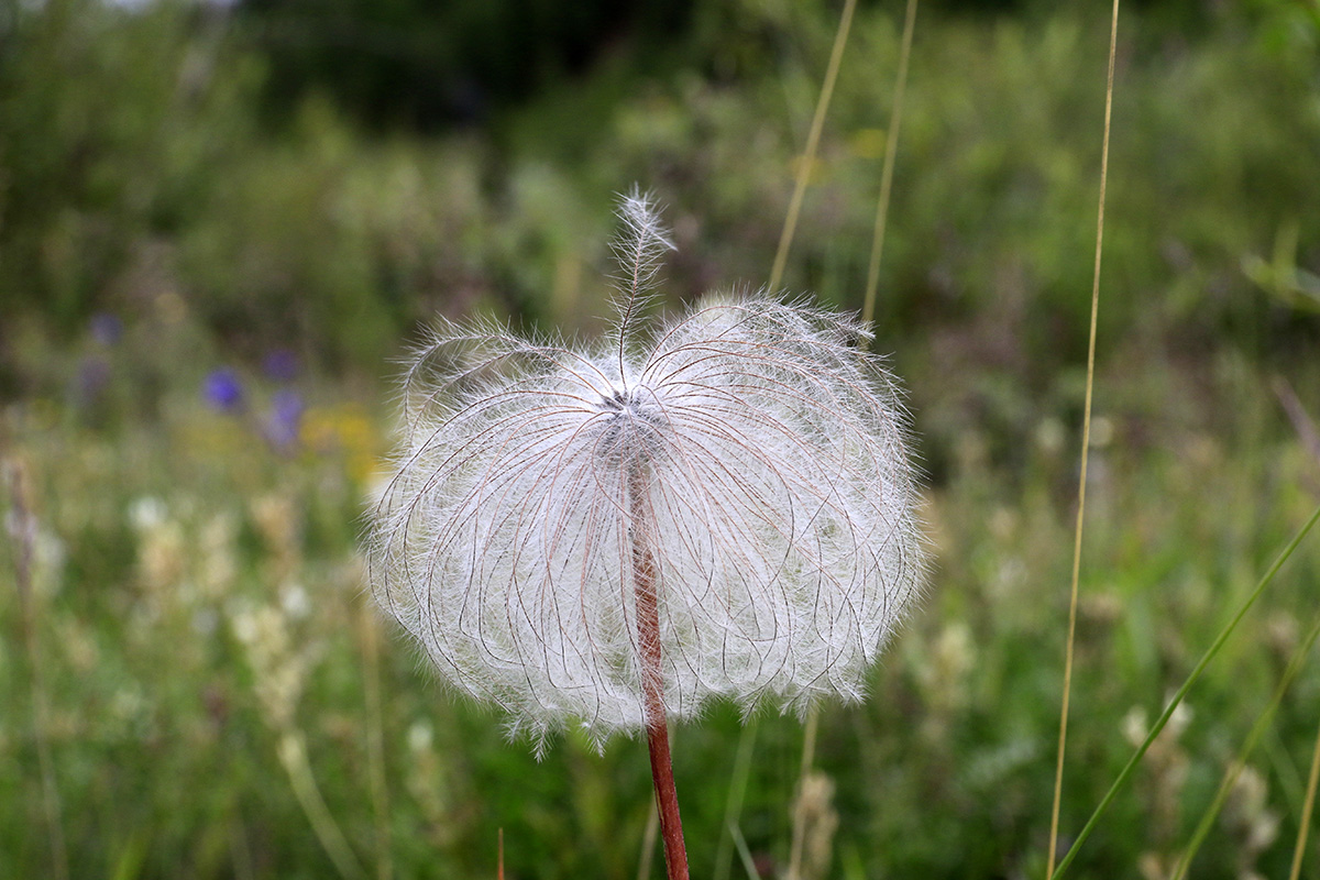 Изображение особи Pulsatilla dahurica.