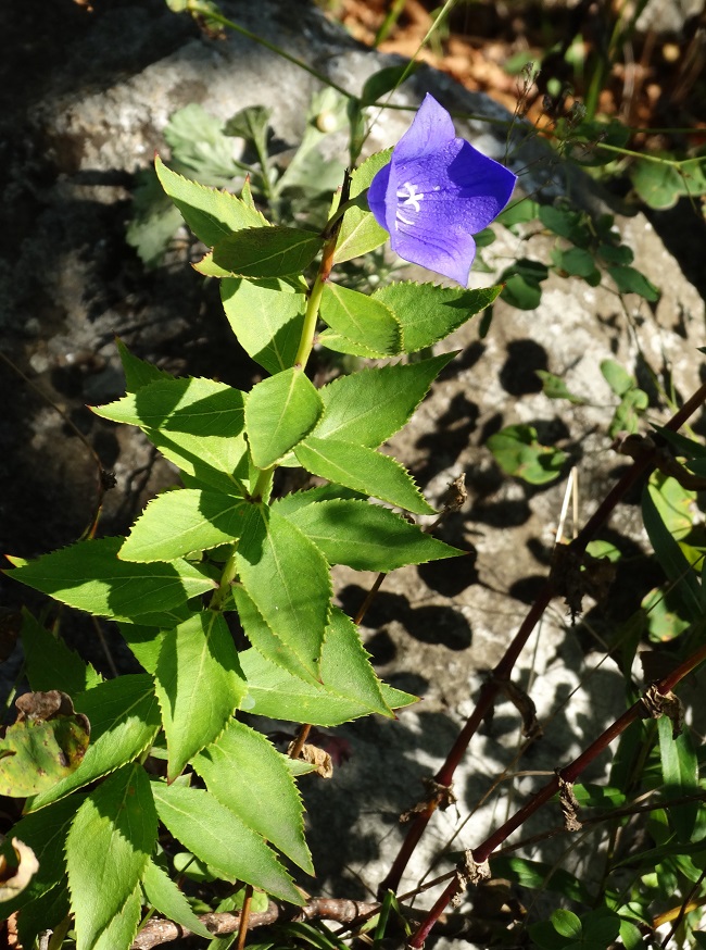 Image of Platycodon grandiflorus specimen.