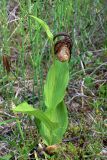 Cypripedium calceolus. Отцветающее растение. Свердловская обл., окр. г. Североуральск, южная окраина Колонгинского водохранилища, болото. 26.06.2016.