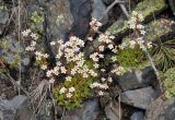 Saxifraga exarata