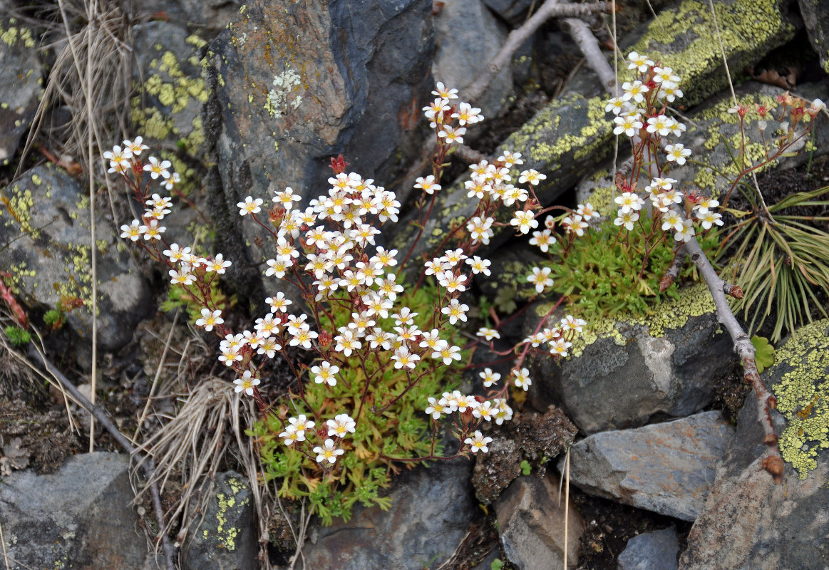 Image of Saxifraga exarata specimen.