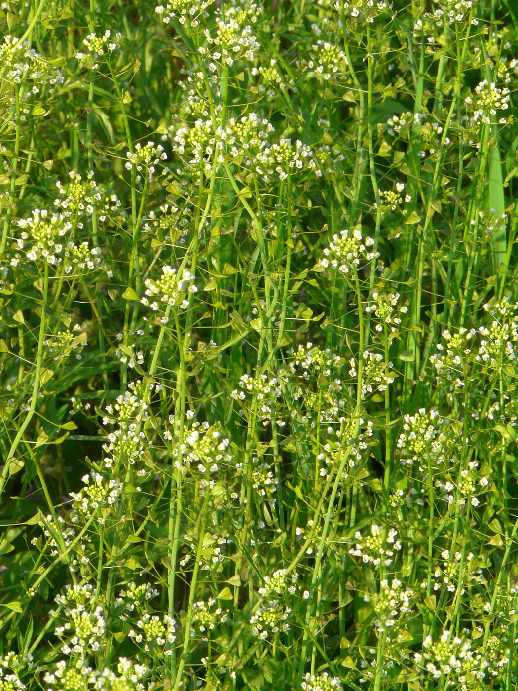 Изображение особи Capsella bursa-pastoris.