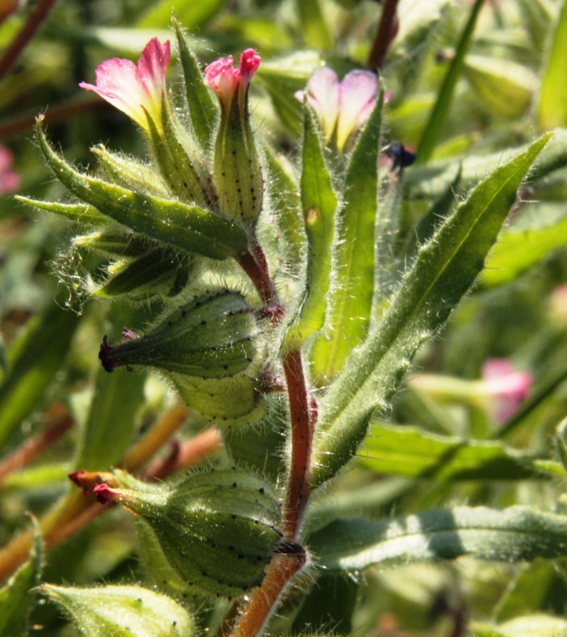 Image of Nonea caspica specimen.