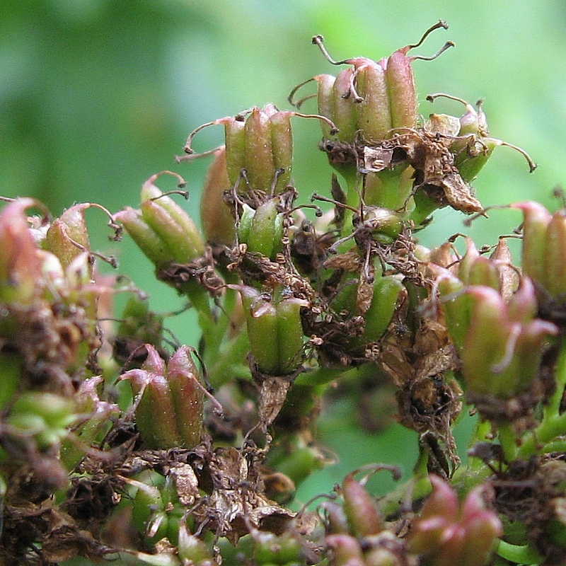 Изображение особи Sorbaria sorbifolia.