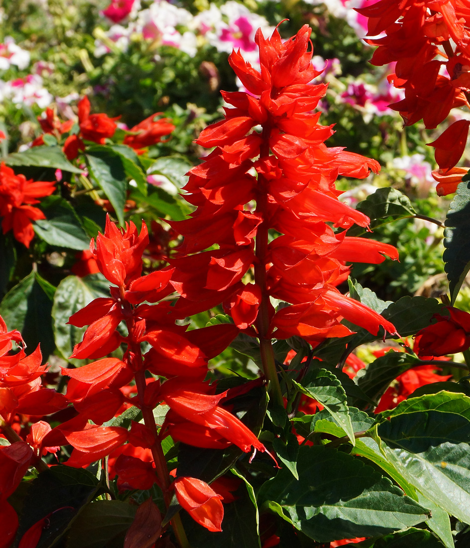 Image of Salvia splendens specimen.